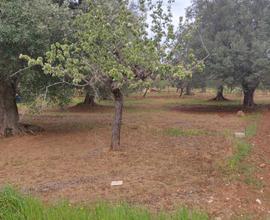 Terreno edificabile cda S. Nicola - Carovigno - BR