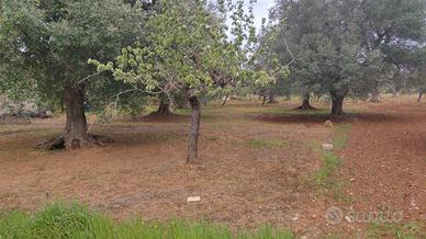 Terreno edificabile cda S. Nicola - Carovigno - BR