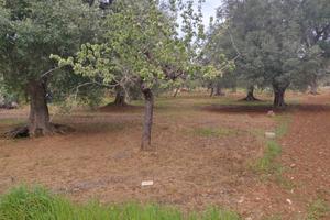 Terreno edificabile cda S. Nicola - Carovigno - BR