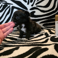 Chihuahua di altissima morfologia mini 60/90 giorn