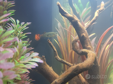 Guppy femmine e avanotti