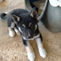 Cuccioli siberian husky