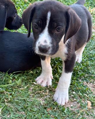 cuccioli taglia piccola