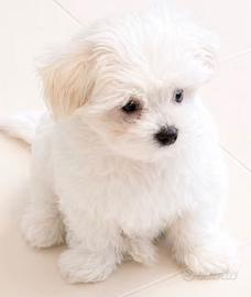 Maltese linea coreano toy