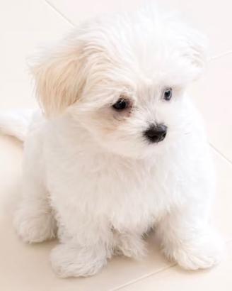 Maltese linea coreano toy