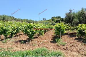 Terreno, Alcamo.