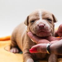 American pitbull terrier