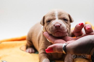 American pitbull terrier