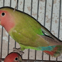 Inseprabile cannella Nt 3889812877