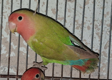 Inseprabile cannella Nt 3889812877