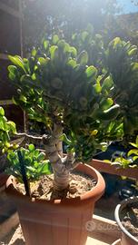 albero di giada crassula gollum