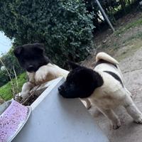 Cuccioli akita americano