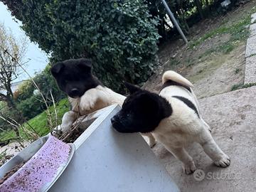 Cuccioli akita americano