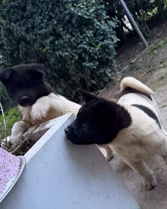 Cuccioli akita americano