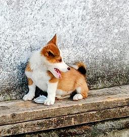 Cuccioli taglia piccola
