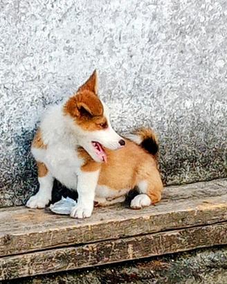Cuccioli taglia piccola