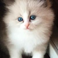 Gatti cuccioli Siberiani