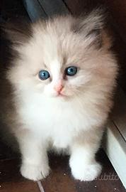 Gatti cuccioli Siberiani puri