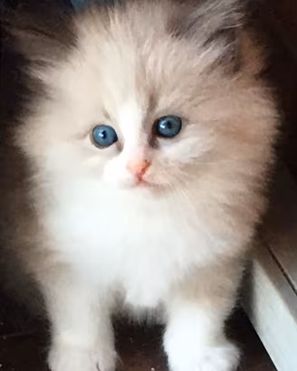 Gatti cuccioli Siberiani