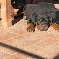 Ultimo cucciolo di rottweiler