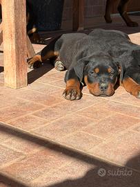 Ultimo cucciolo di rottweiler