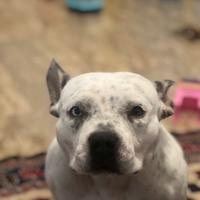 American Bully pocket