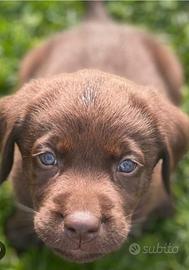 Veterinari per volontariato