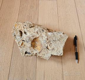 Pietra con fossili e cristallizzazioni (3kg)