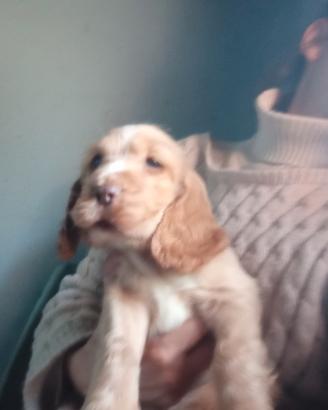 Cuccioli di cocker