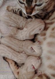 Cuccioli Bengala Snow Lynx (pedigree)