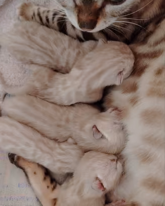 Cuccioli Bengala Snow Lynx (pedigree)