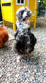 Galline Moroseta Motled