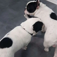 Bulldog francese ultimo maschio