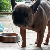 Bulldog francese esotic