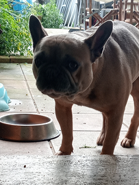 Bulldog francese esotic