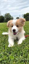 Cucciolo di border collie con pedigree