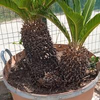 cycas 