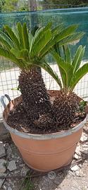cycas 