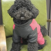 Femmina x accoppiamento