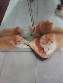Cuccioli gatti Persiani
