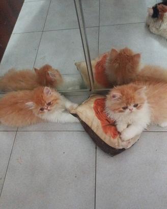 Cuccioli gatti Persiani