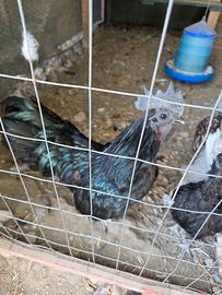 Gallo Cemani puro 