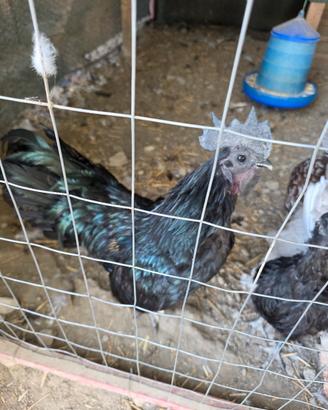 Gallo Cemani puro 
