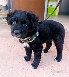 Dolce cucciolo 2 mesi taglia medio-grande