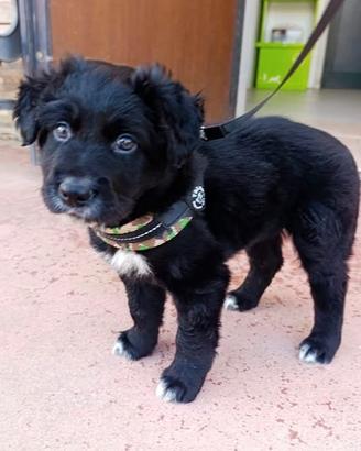 Dolce cucciolo 2 mesi taglia medio-grande