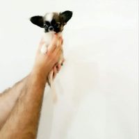 Ffyt chihuahua mini Toy con pedigree