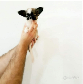 Ffyt chihuahua mini Toy con pedigree