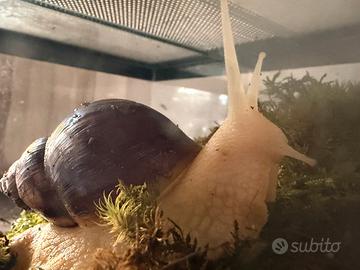 Lumaca africana