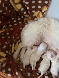 Incrocio di chihuahua e maltese