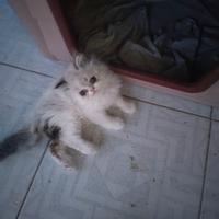 Cucciolo di persiano